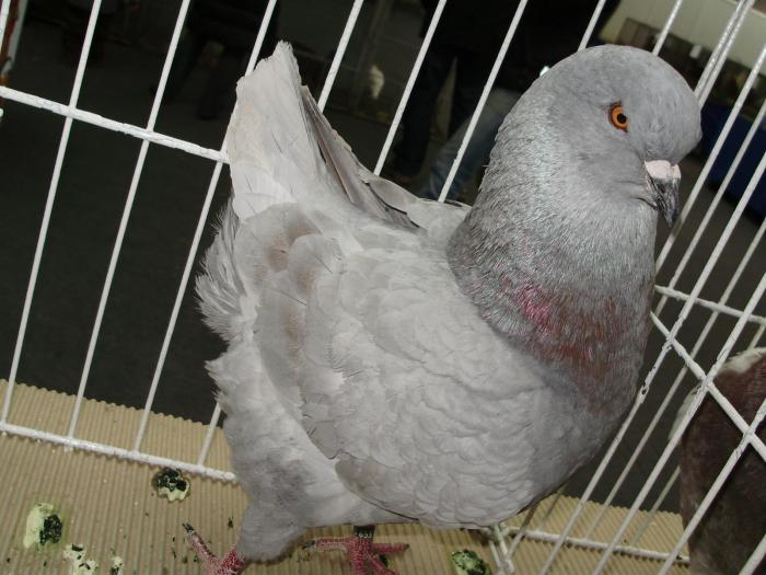 king 2 - 1506 3 porumbei s