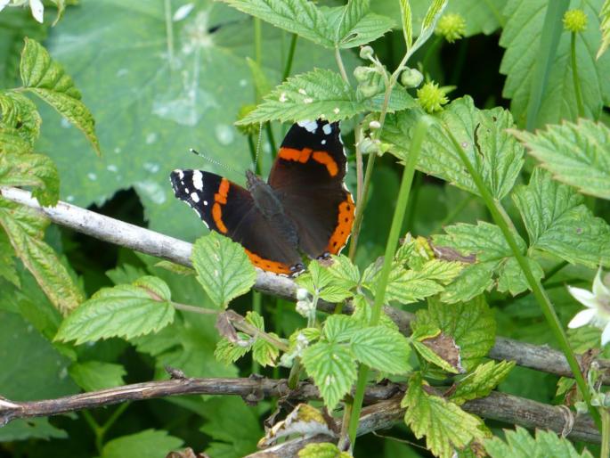 P1020412 - Predeal iunie 2008