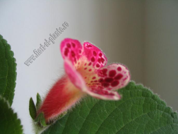 Kohleria Lucky Lucifer 6