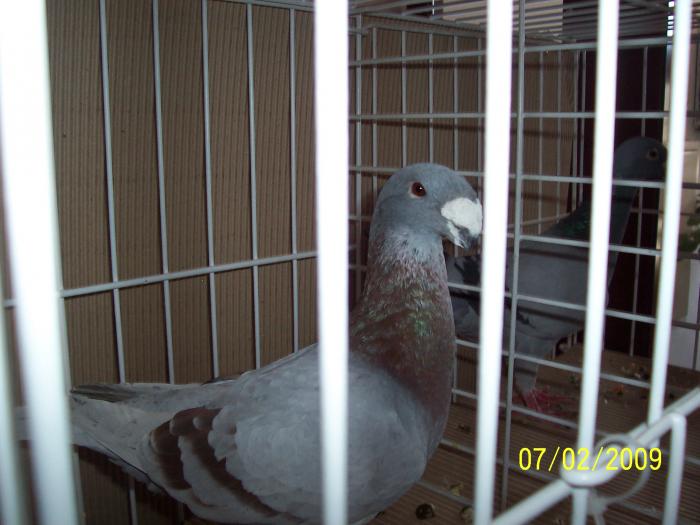 Expo Oradea 2009 031