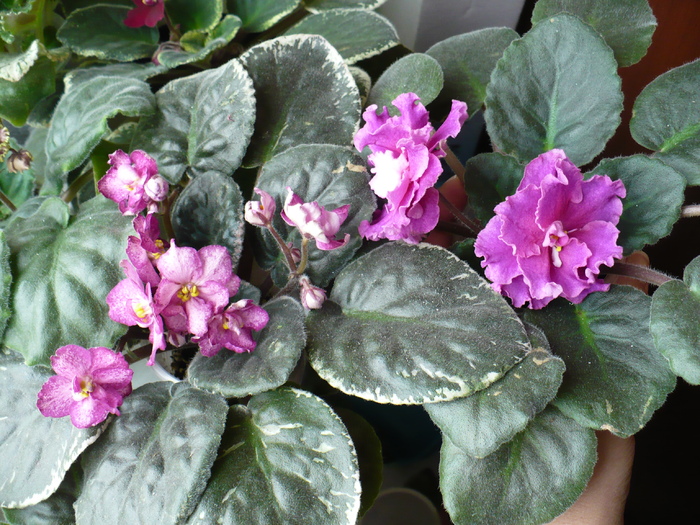 P1170235