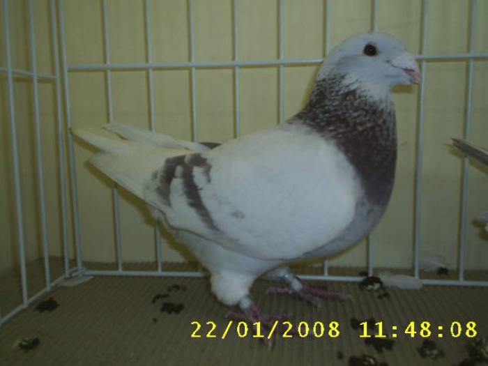 Mascul 2003 - Porumbei la prima expo