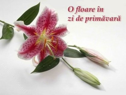 floare_in_zi_de_primavara