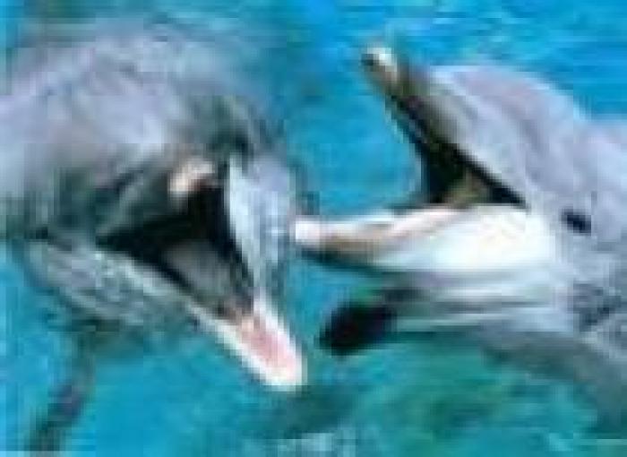 TCESILCQRJBZQNNLOXS - Delfini