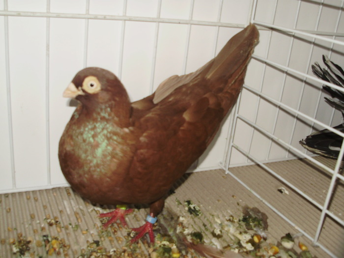 galati uni 1 - 1509 rom juc 1