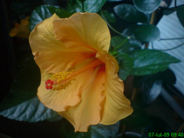 DSC05156 - Hibiscus 2009