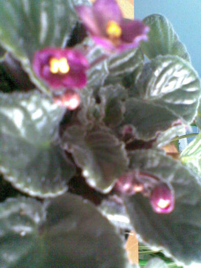violeta grena - FLORI -2009