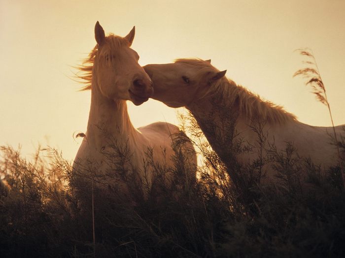 Nuzzling Wild Camargue Horses, Bouches-du-Rhone, France - Wallpapers Premium
