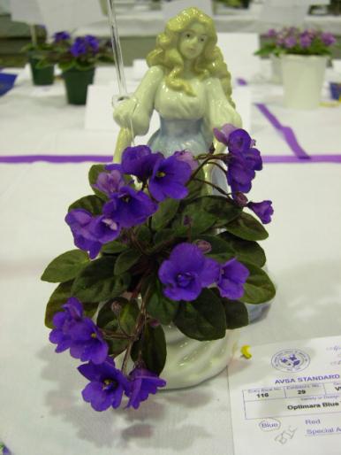 Optimara_Blue_Topaz_2005avsa_2 - violete de pe net 1