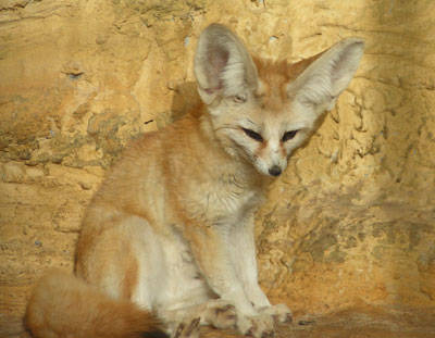 Fennec_Fox1 - animale