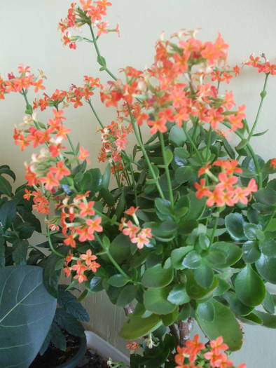 DSCF3933 - kalanchoe