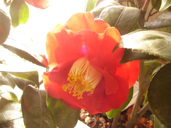 camelia japonica - Camelia japonica