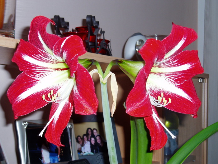 crin amaryllis - Florile mele 2009