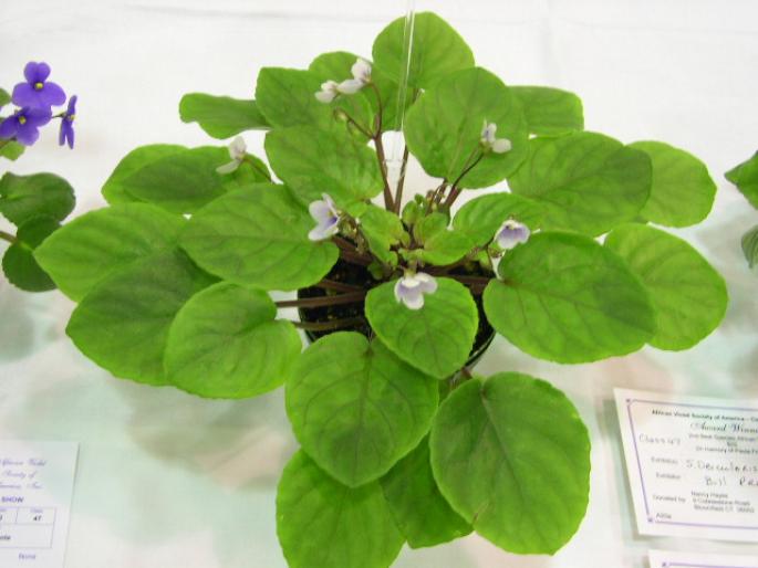 S_orbicularis_2005avsa - violete de pe net 1