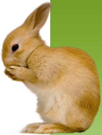rabbit[1]