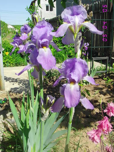 iris lila