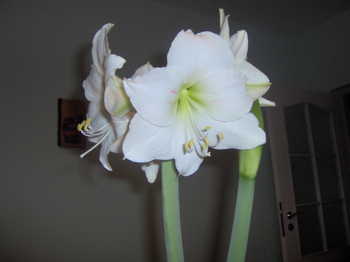 IM000438 - Amaryllis