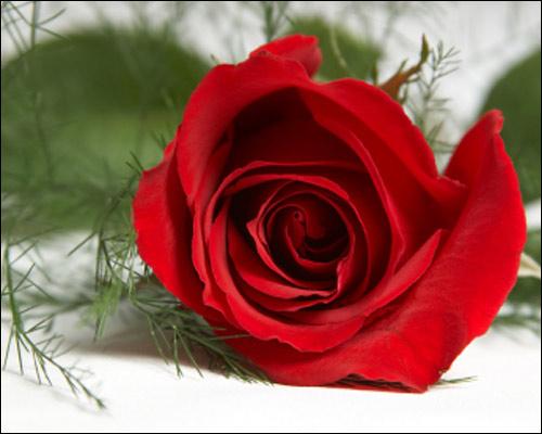 311135_red_rose - Poze cu flori