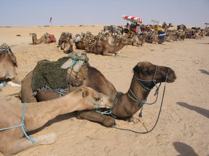 Camile in Sahara Tunisiana - Tunisia