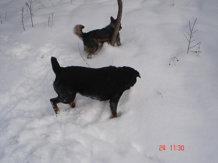 DSC08726 - Bella ianuarie 2010