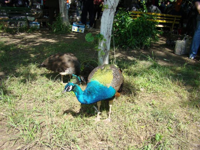 DSC00407