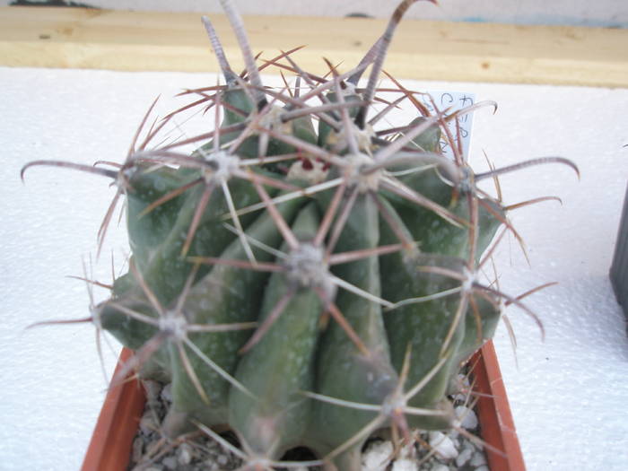 Ferocactus cylindraceus - Ferocactus