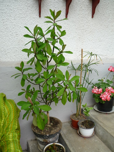 P1000233 - plante flori 2009