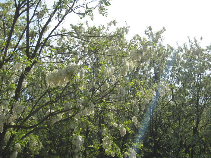 IMG_3445 - salcim I si II 2009