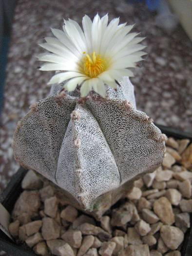 IMG_8425 - Astrophytum