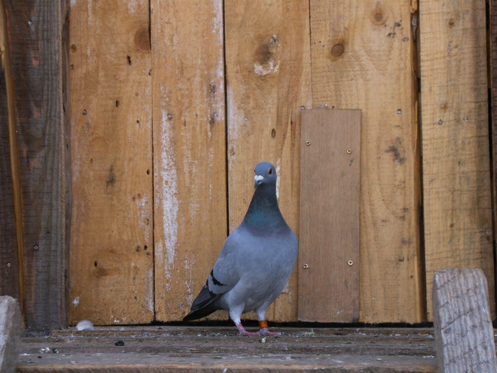 HPIM3032 - porumbei 2009