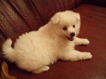 ba8211a4df3124c238e7a18b998ed4f7 - CATELUSI