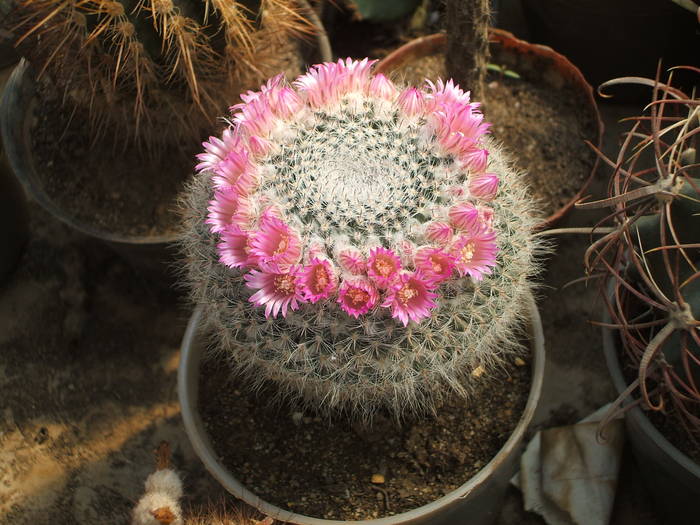 Mammilaria - colectia mea de cactusi