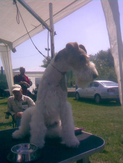 fox terrier sarmos (1) - 7 Expo Canisa 2009