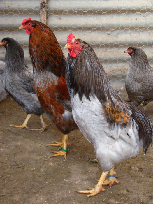 DSC01491 - gaini Araucana