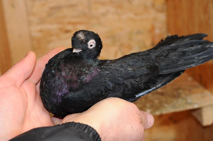 DSC_9878 - jucatori dublumotati calarasi 2008