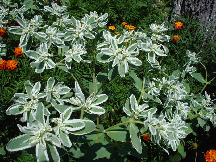 ????? - LA MAMA-LA MOSIE 2009