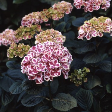 albumf44326n305922 - Flori