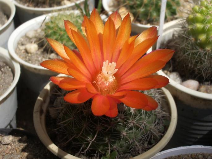 Parodia - cactusi