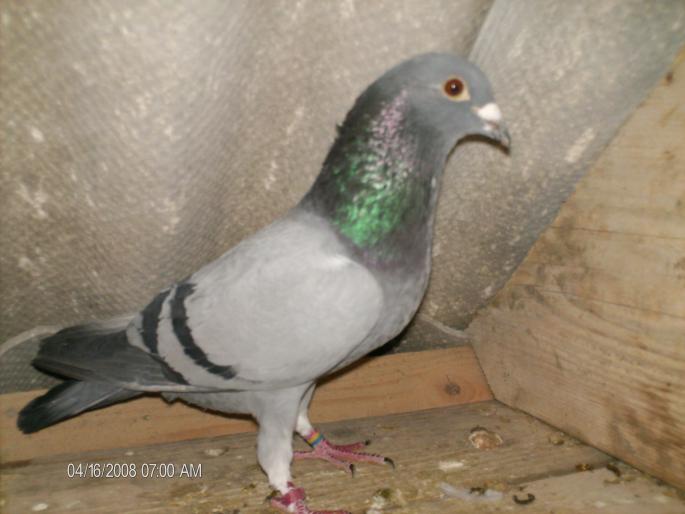 Mascul 2007 - 1 porumbei voiajori