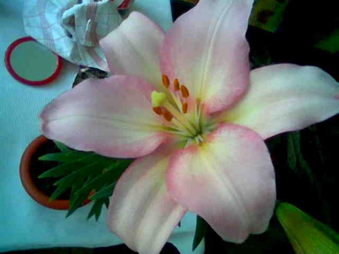 Lilium Candidum roz2 2008