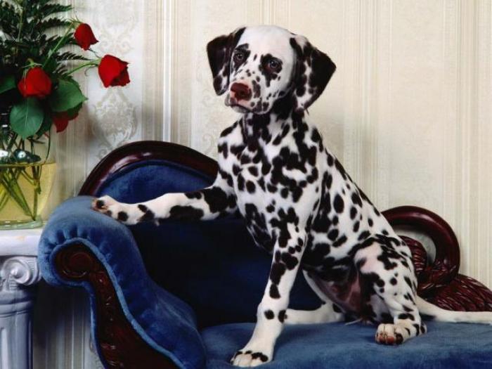 Poza cu dalmatian_ poze caini dalmatieni_ imagini cu dalmatieni - Animale