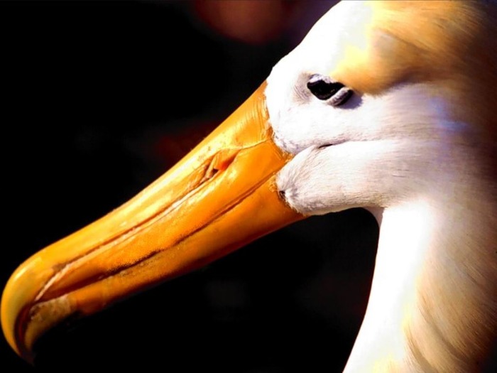 webshots377 - Animale