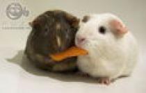 poze_m_porcusori_de_guineea_-_cei_mai_draguti[1]