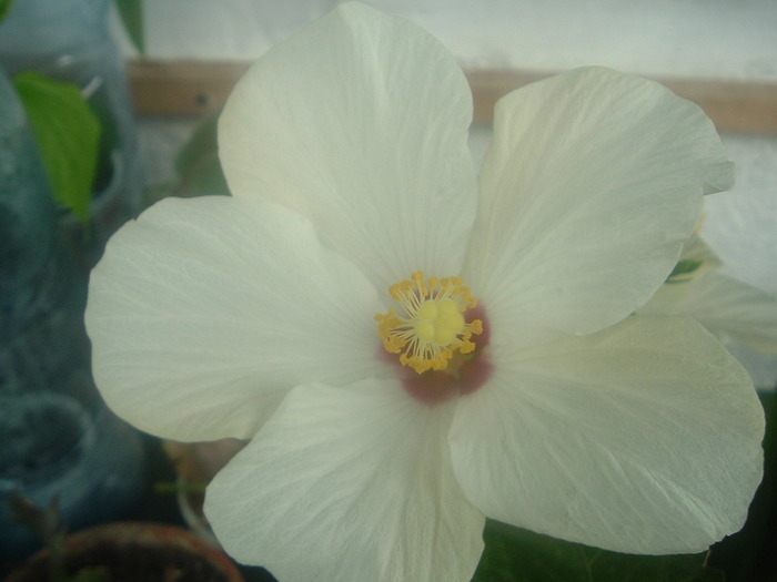 DSCF8639; hibi de la mali
