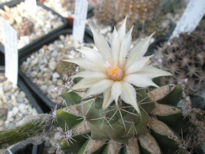 Turbinicarpus altoit - floare - Turbinicarpus