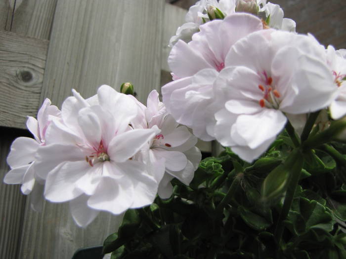 Muscata alba 21 iun 2009 (1) - muscate