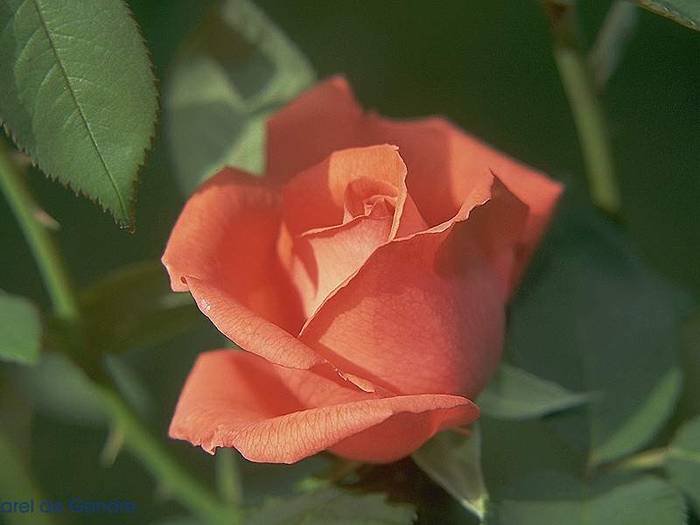 rose012 - Trandafiri
