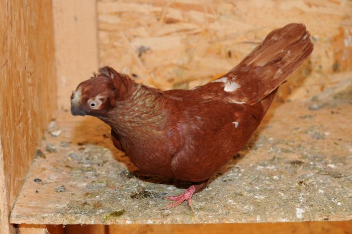 DSC_9887 - jucatori dublumotati calarasi 2008