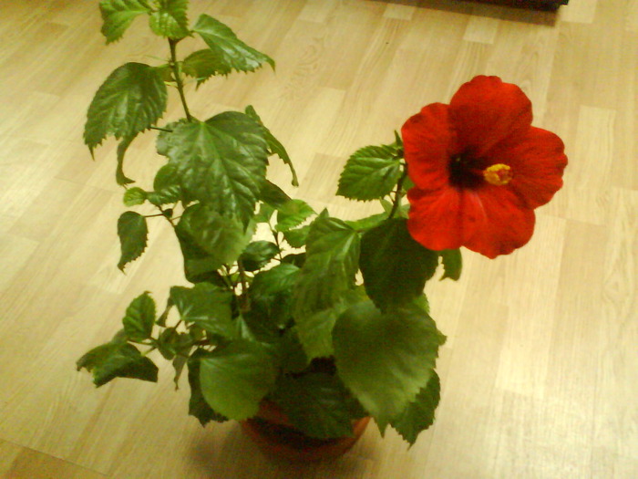 DSC00634 - Hibiscus rosu