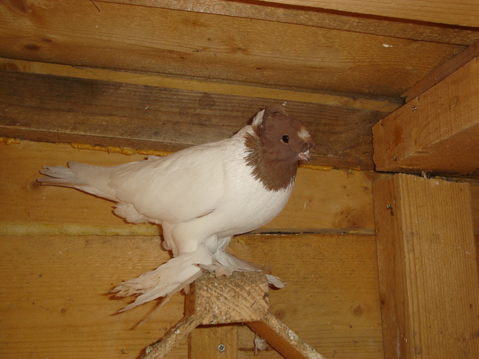 Picture 060